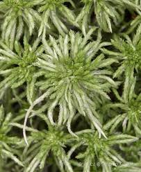 Attēlu rezultāti vaicājumam “Sphagnum girgensohnii”