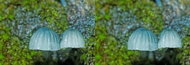 Attēlu rezultāti vaicājumam “Mycena pseudocorticola”