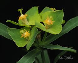 Attēlu rezultāti vaicājumam “Euphorbia virgata leaf”