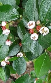Attēlu rezultāti vaicājumam “Cotoneaster divaricatus”