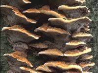 Attēlu rezultāti vaicājumam “Inonotus radiatus”