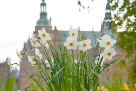 Attēlu rezultāti vaicājumam “Narcissus flower”