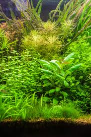 Image result for Lysimachia nummularia