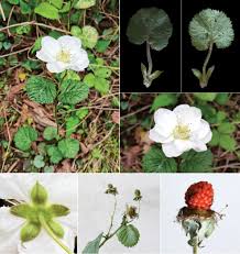 Attēlu rezultāti vaicājumam “Rosaceae”