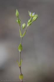 Attēlu rezultāti vaicājumam “Anthyllis arenaria”