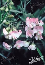 Attēlu rezultāti vaicājumam “Lathyrus latifolius”