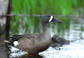 Image result for Anas discors