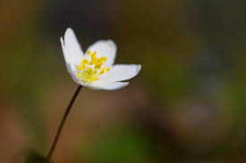 Attēlu rezultāti vaicājumam “Isopyrum thalictroides flower”