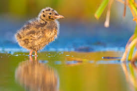 Attēlu rezultāti vaicājumam “Larus ridibundus eggs”