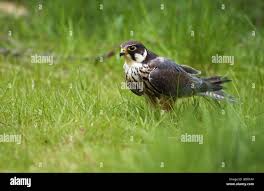 Attēlu rezultāti vaicājumam “Falco subbuteo adult”