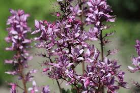 Image result for Diptam