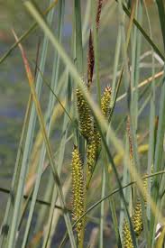 Attēlu rezultāti vaicājumam “Carex rostrata”