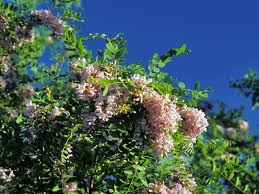 Attēlu rezultāti vaicājumam “Robinia neomexicana”