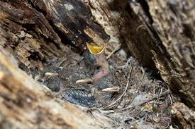 Attēlu rezultāti vaicājumam “Muscicapa striata nest”