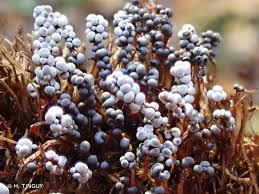 Attēlu rezultāti vaicājumam “Badhamia dubia”