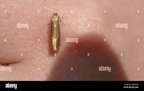 Attēlu rezultāti vaicājumam “Nematopogon sp.”