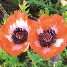 Image result for Papaver orientale