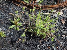 Attēlu rezultāti vaicājumam “Arenaria serpyllifolia leaf”