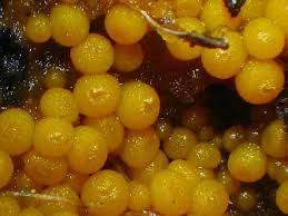 Attēlu rezultāti vaicājumam “Byssonectria fusispora”