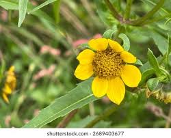 Attēlu rezultāti vaicājumam “Bidens cernua flower”