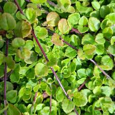 Attēlu rezultāti vaicājumam “Linnaea borealis leaf”
