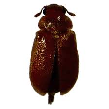 Attēlu rezultāti vaicājumam “Byturidae”