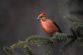 Image result for Loxia curvirostra