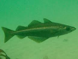 Image result for Pollachius pollachius