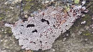 Attēlu rezultāti vaicājumam “Badhamia lilacina plasmodium”