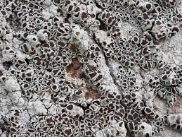 Attēlu rezultāti vaicājumam “Lecanora argentata”