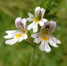 Attēlu rezultāti vaicājumam “Euphrasia”