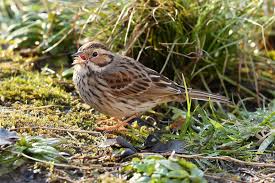 Image result for Emberiza pusilla