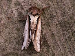 Attēlu rezultāti vaicājumam “Pheosia gnoma male”