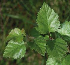 Attēlu rezultāti vaicājumam “Betula pubescens leaf”