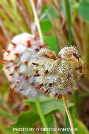 Attēlu rezultāti vaicājumam “Trifolium fragiferum fruit”