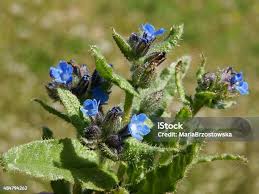 Attēlu rezultāti vaicājumam “Anchusa arvensis”