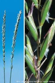 Attēlu rezultāti vaicājumam “Elytrigia repens flower”