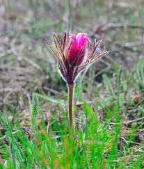 Attēlu rezultāti vaicājumam “Pulsatilla patens flower”