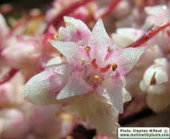 Attēlu rezultāti vaicājumam “Cuscuta epithymum subsp. trifolii flower”