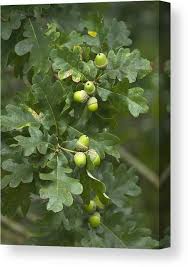 Attēlu rezultāti vaicājumam “Quercus robur fruit”