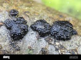 Attēlu rezultāti vaicājumam “Hypoxylon multiforme”