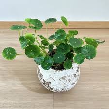 Attēlu rezultāti vaicājumam “Hydrocotyle vulgaris leaf”