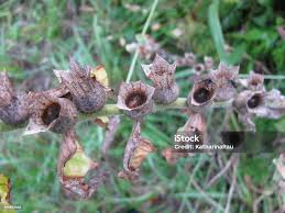 Attēlu rezultāti vaicājumam “Hyoscyamus niger fruit”