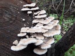 Attēlu rezultāti vaicājumam “Schizophyllum commune”