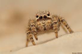 Attēlu rezultāti vaicājumam “Aelurillus v-insignitus”