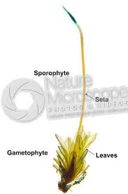 Attēlu rezultāti vaicājumam “Tortula truncata sporophyte”