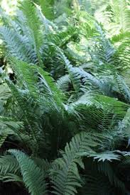 Attēlu rezultāti vaicājumam “Matteuccia struthiopteris”