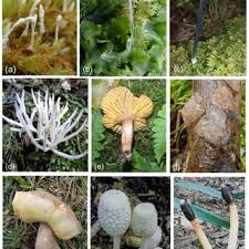 Attēlu rezultāti vaicājumam “Eocronartium muscicola”