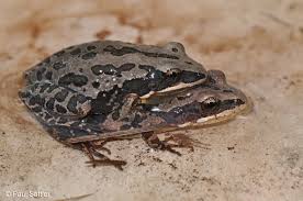 Attēlu rezultāti vaicājumam “Chortodes fluxa”