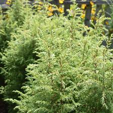 Attēlu rezultāti vaicājumam “Juniperus communis”